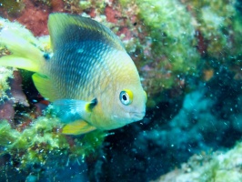 IMG 3207 Damselfish